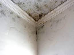 Why You Should Choose Our Mold Remediation Services in Wilder, ID