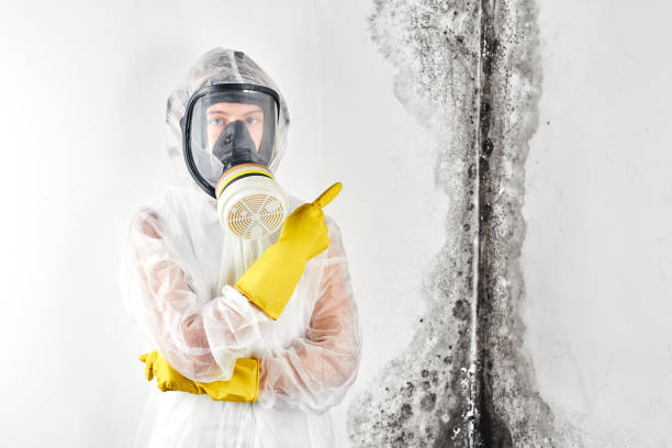 Best HVAC Mold Inspection and Cleaning in Wilder, ID